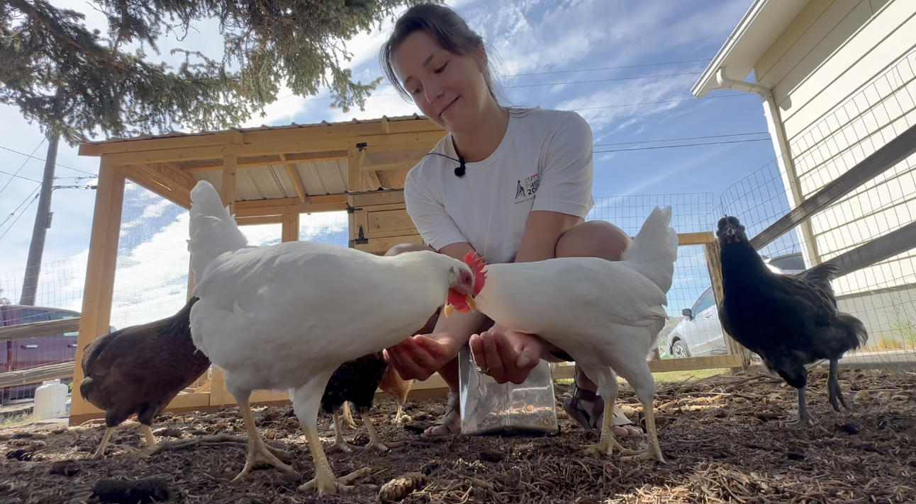 Butte woman wants to change the law regarding backyard chickens