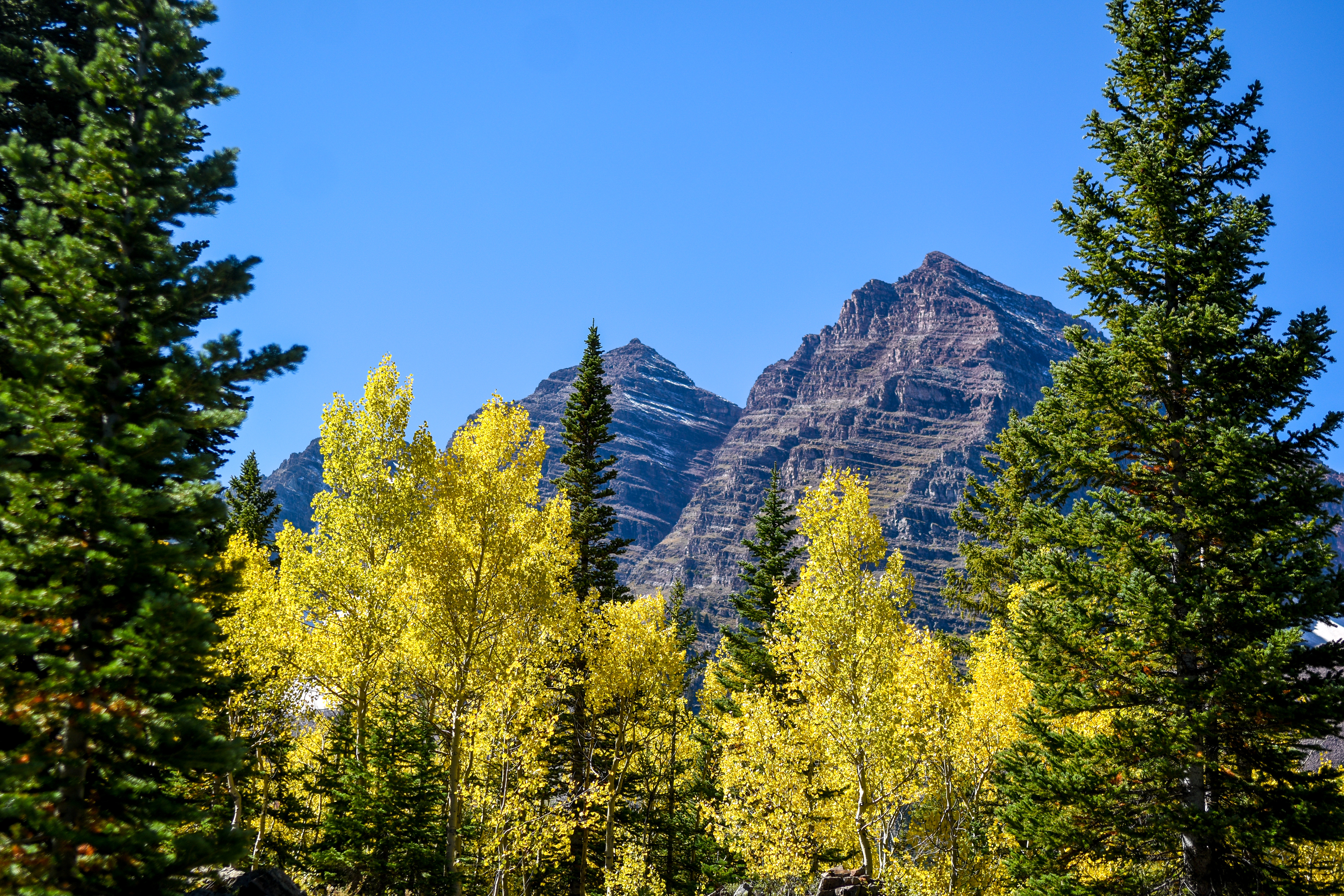Gold in the Maroon Bells 2023