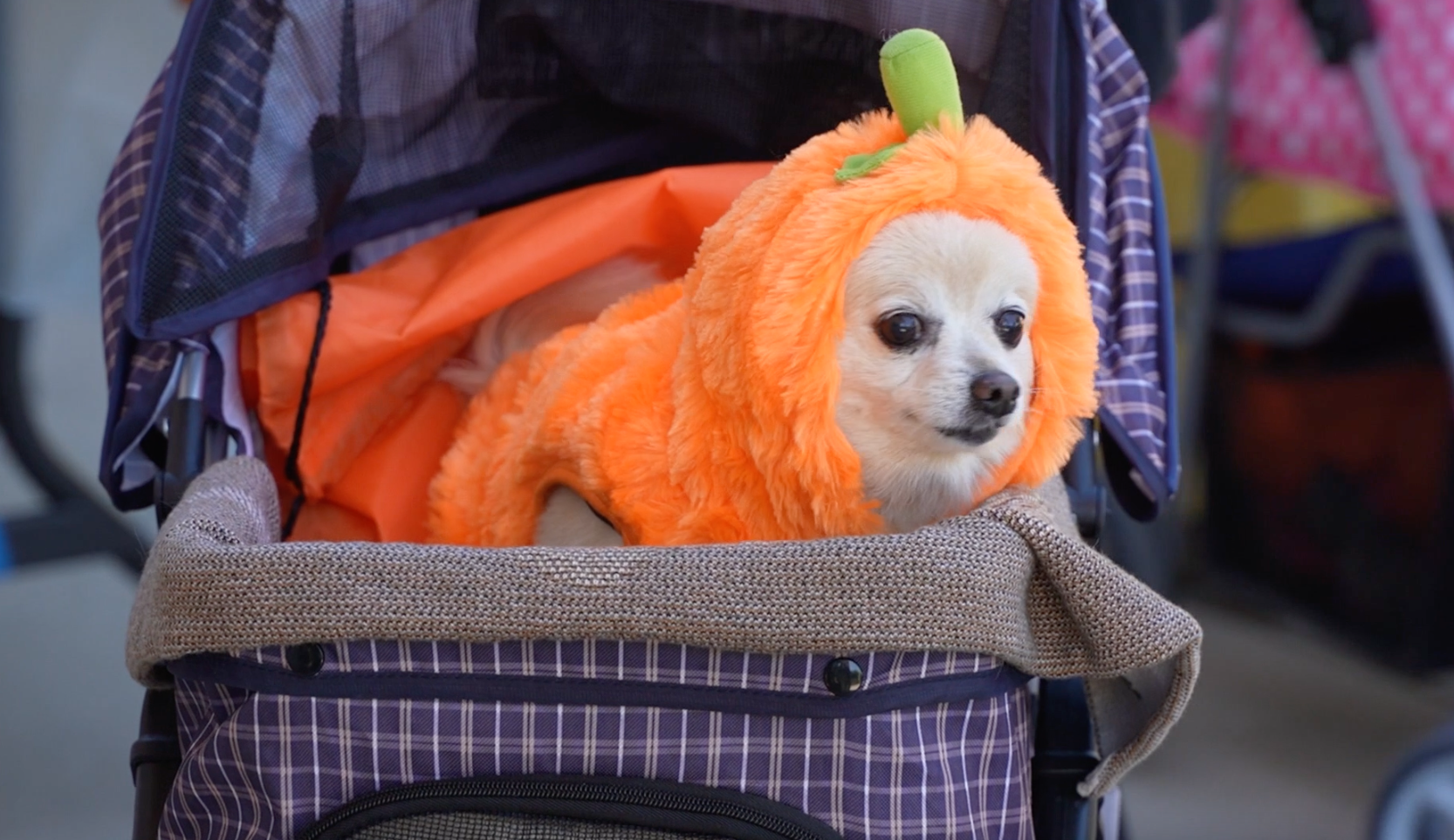 The Woods Humane Society wrapped up October's National Adopt a Shelter Dog Month with the Wiggle Waggle Fall Festival.