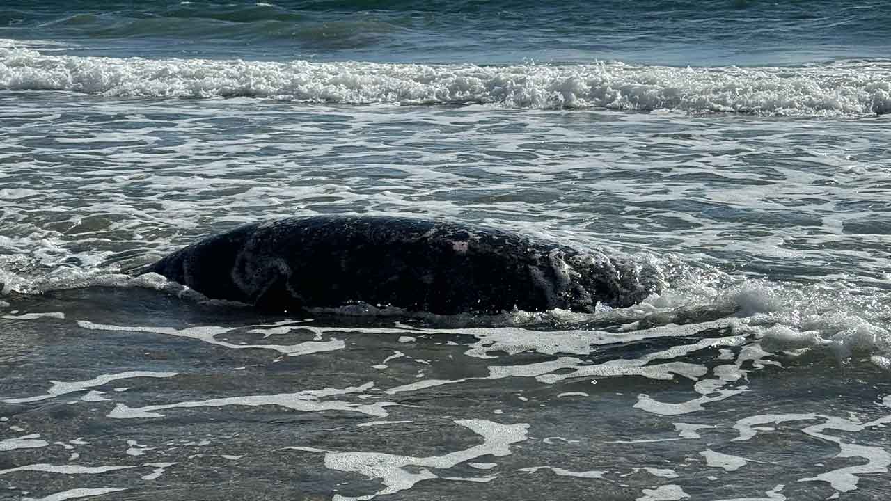 Washed up manatee Palm Beach