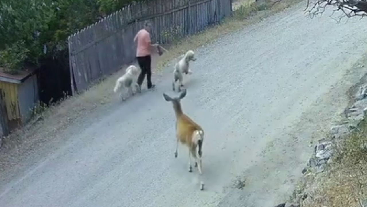 Montana woman and her dogs get chased by protective doe