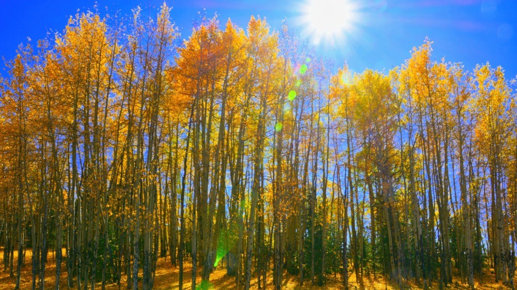 Aspens near Cripple Creek