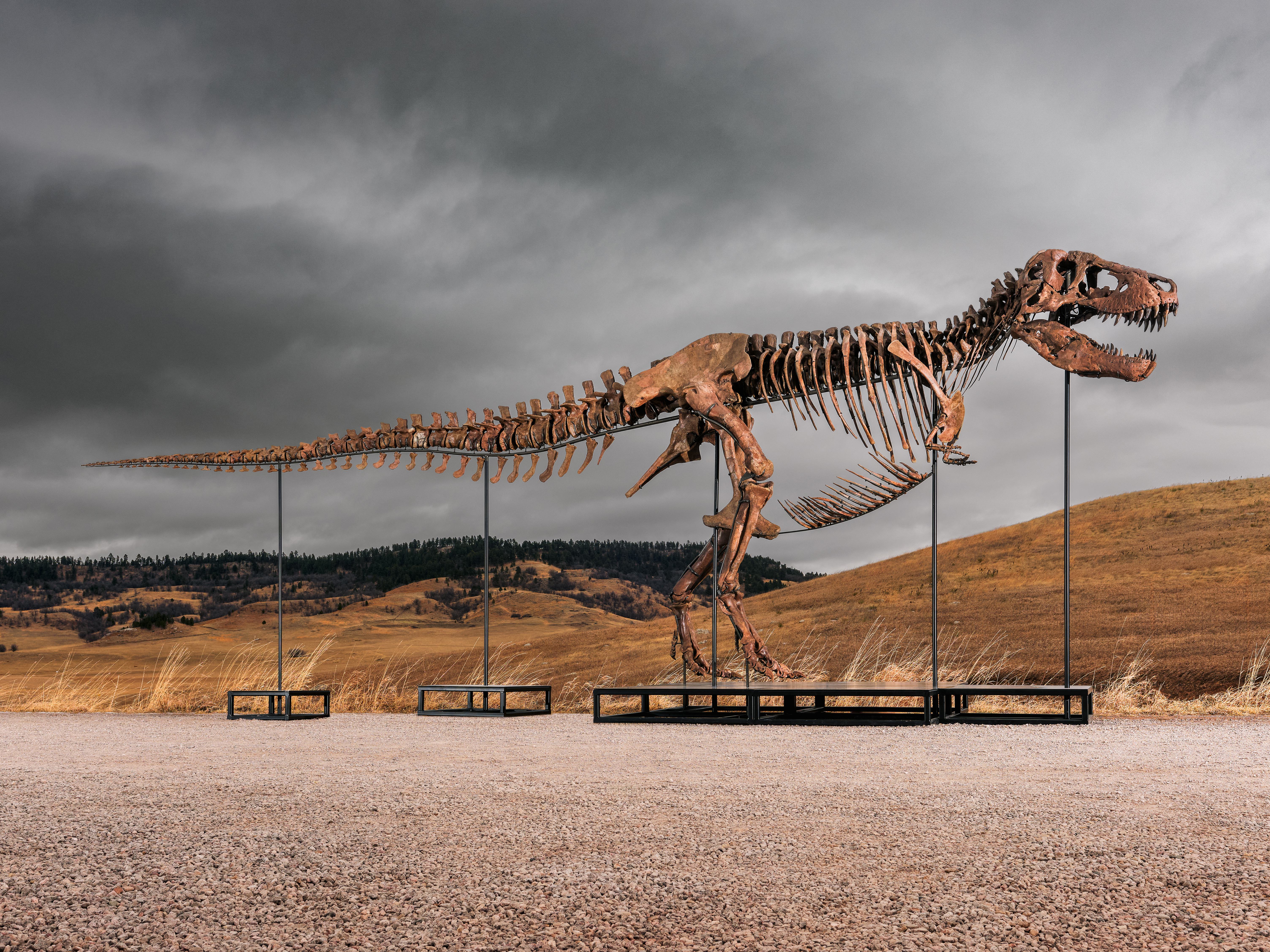 This undated photo provided by Sotheby's on Tuesday, July 14, 2026, shows "Gus," one of the largest and most complete Tyrannosaurus rex specimens ever discovered. 