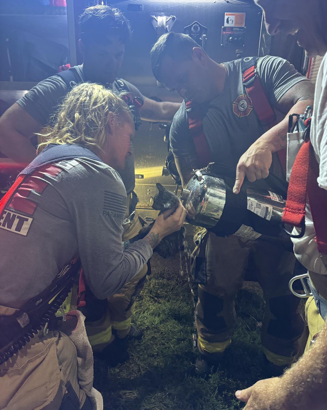 Firefighters rescue animals