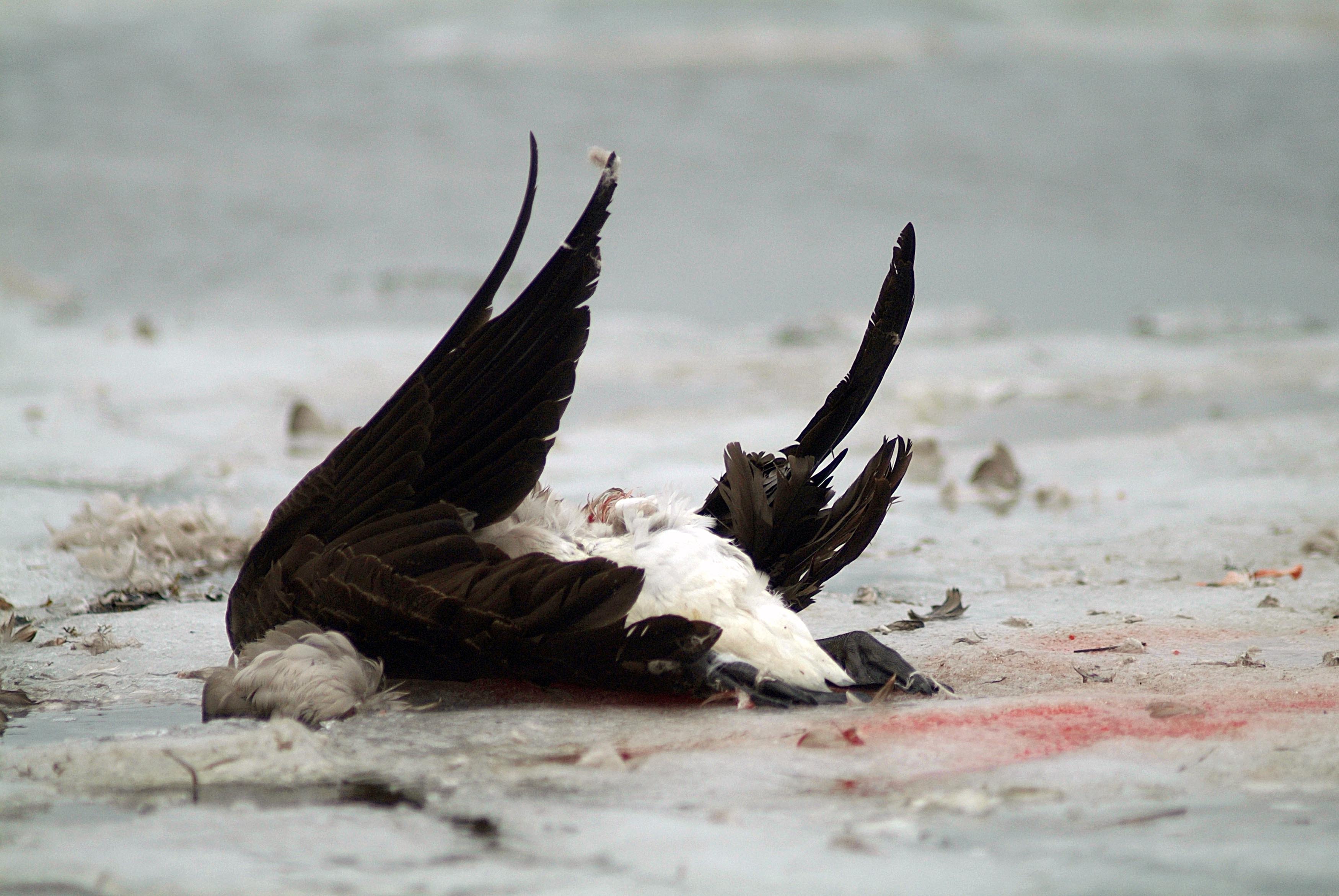 highly pathogenic avian influenza