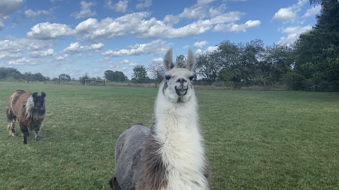 Llamas