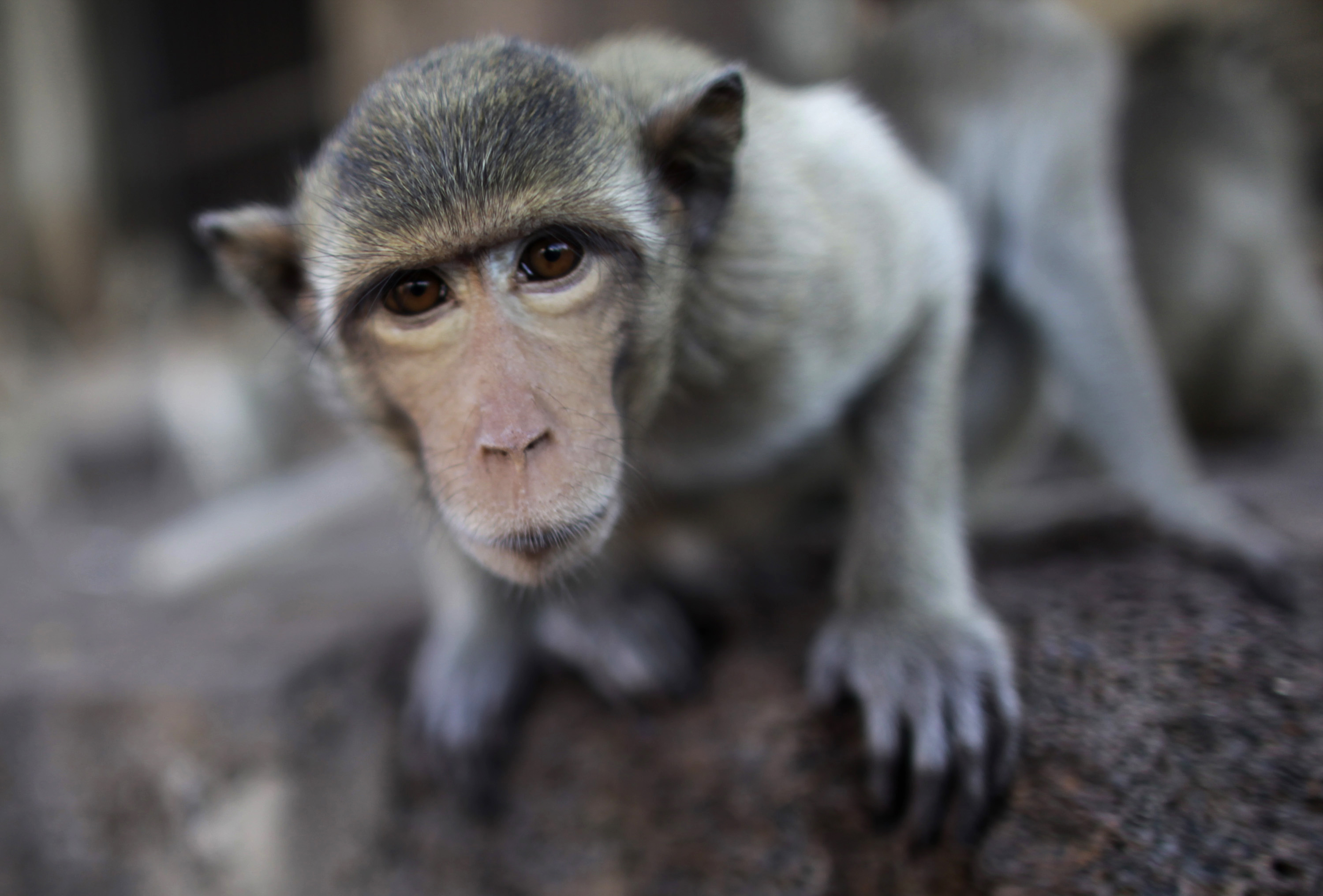 Thailand Monkey Festival