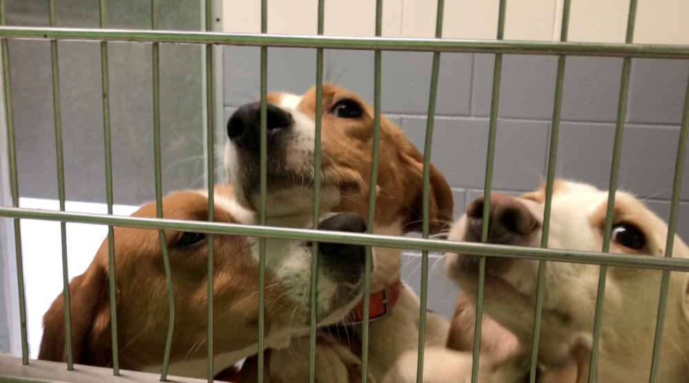 Isle of Wight animal seizure.png