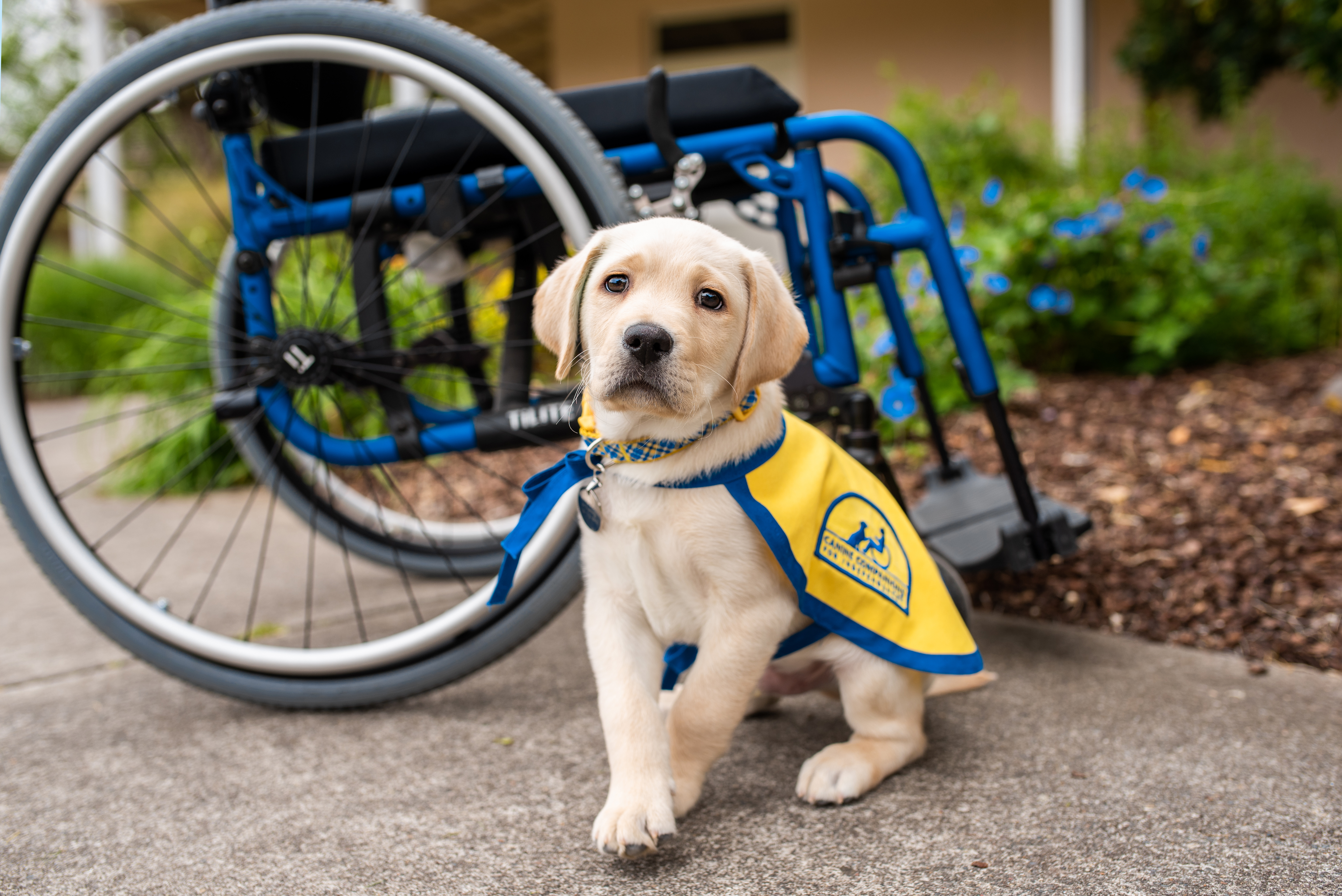 Canine Companions puppy Phil.jpg