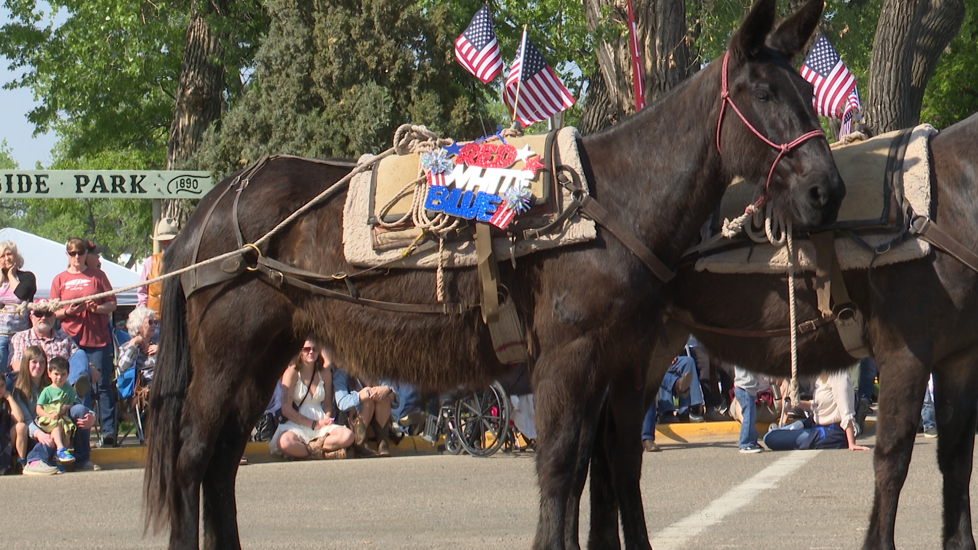 Horse waits to start parade