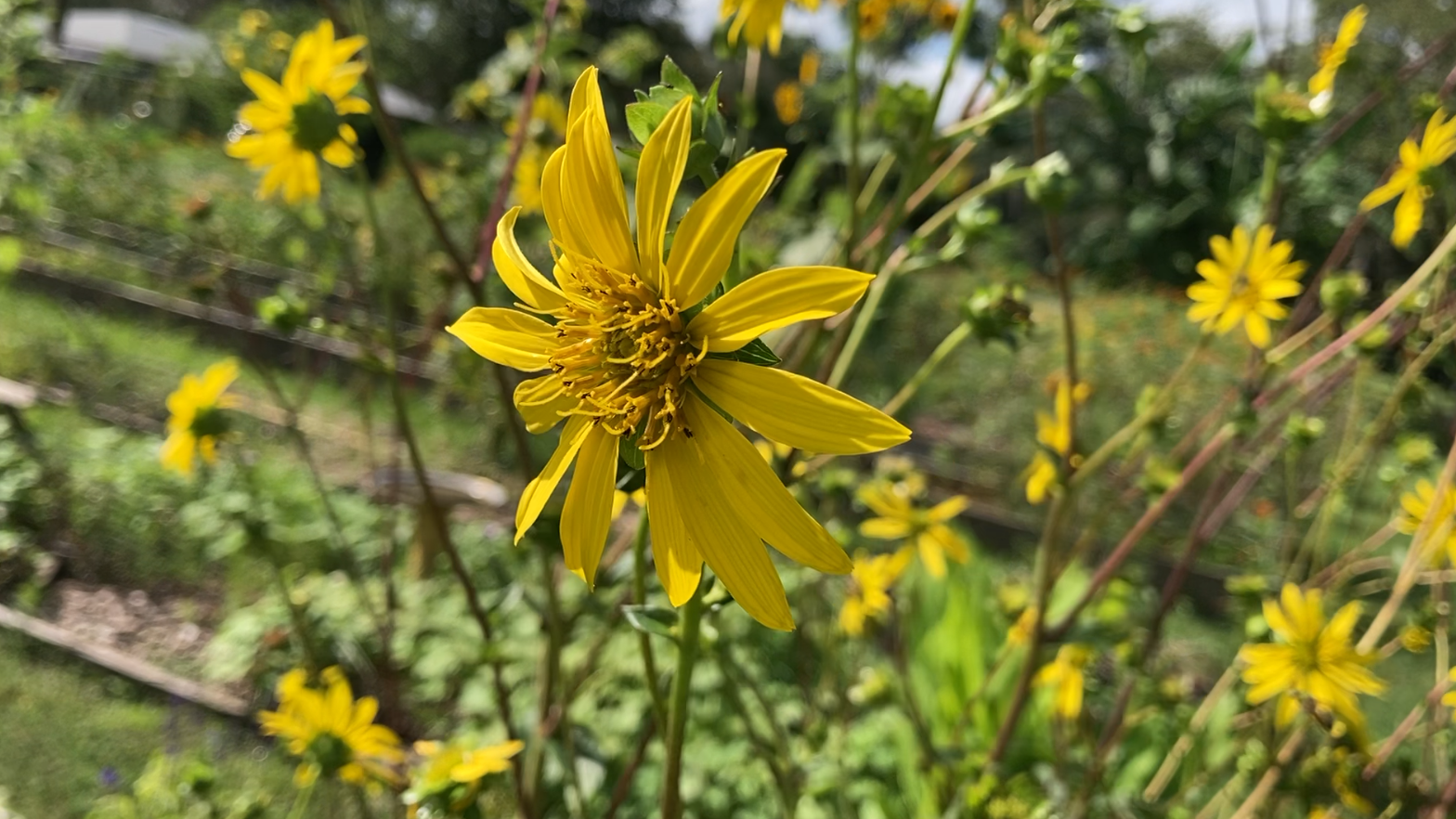 Temple Terrace Community Gardens