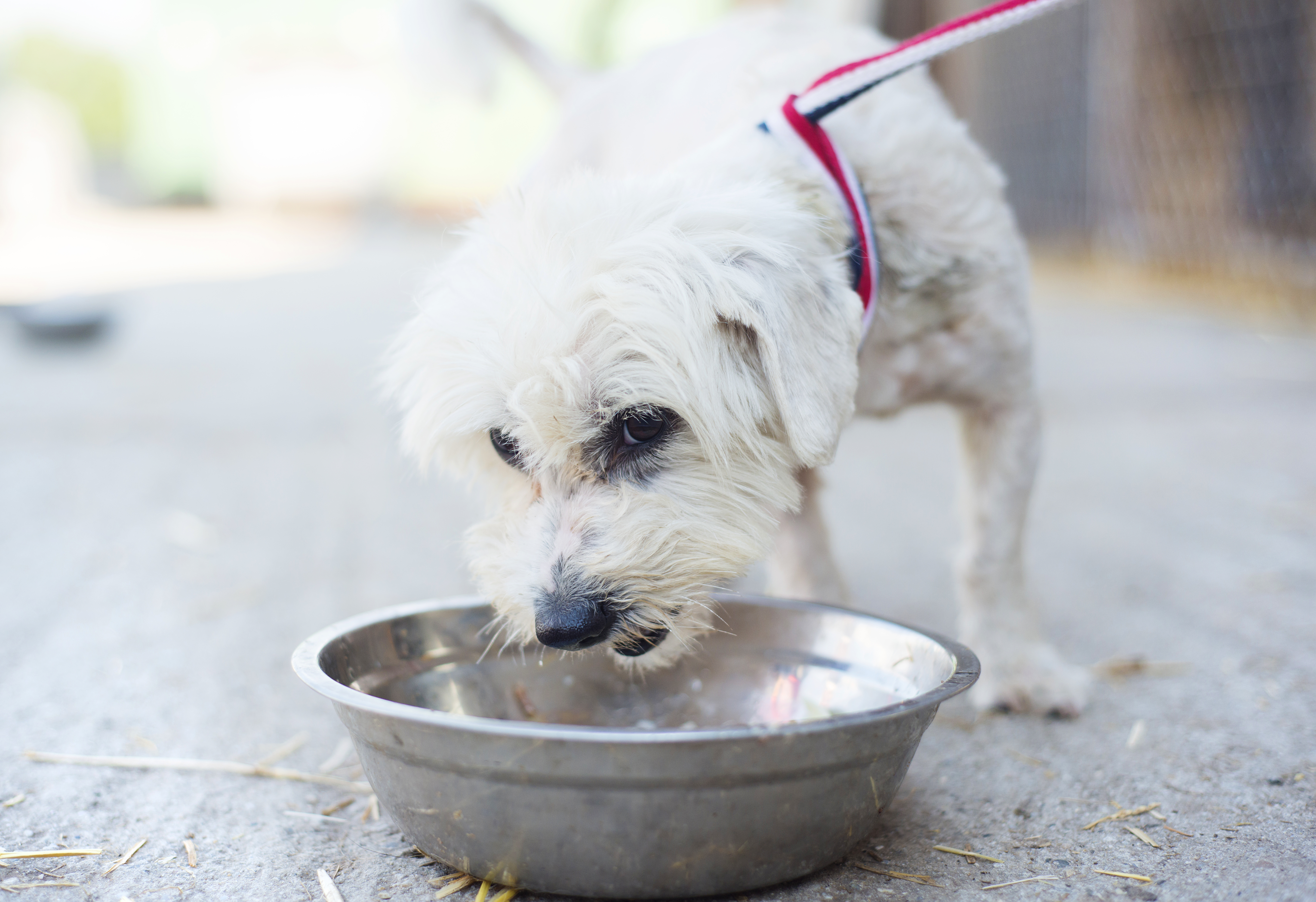 Cute dog eating drinking water