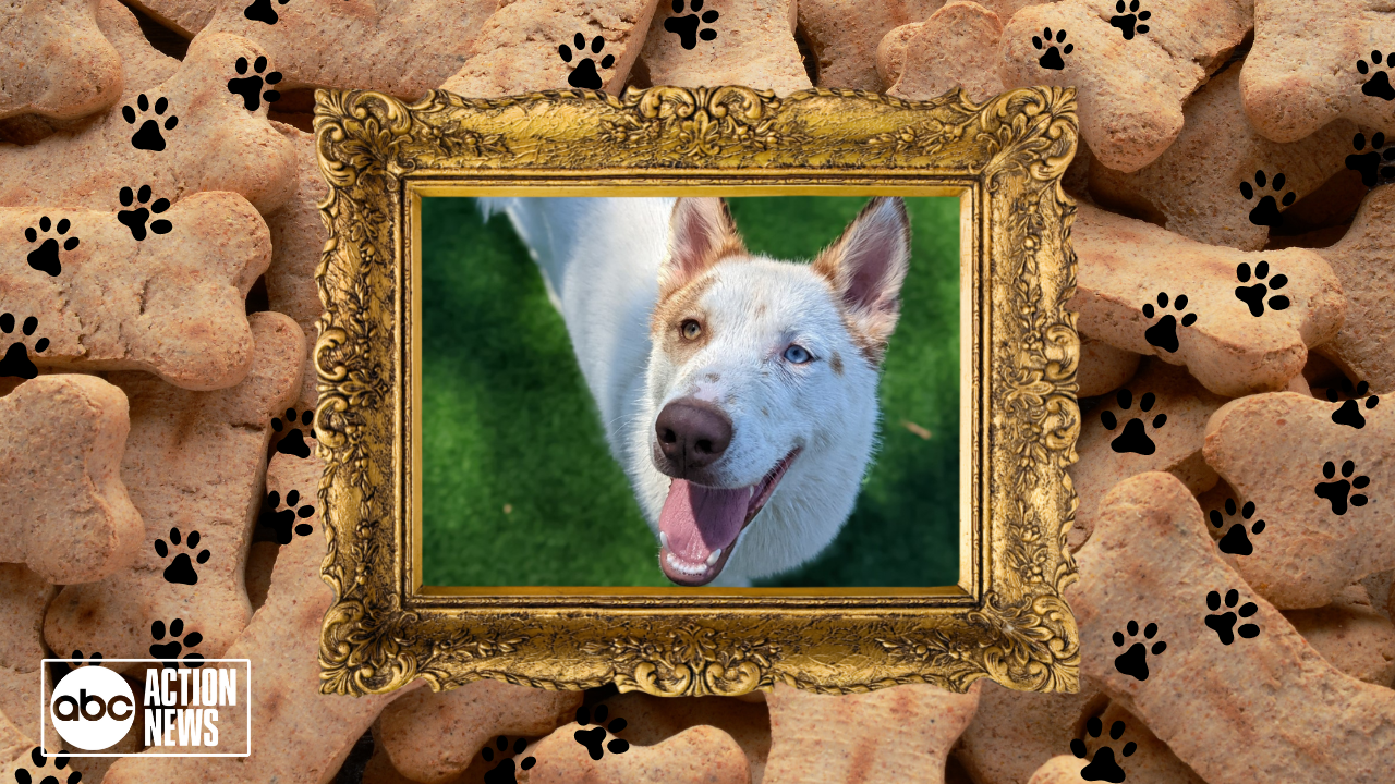 Rescues in Action: Romeo