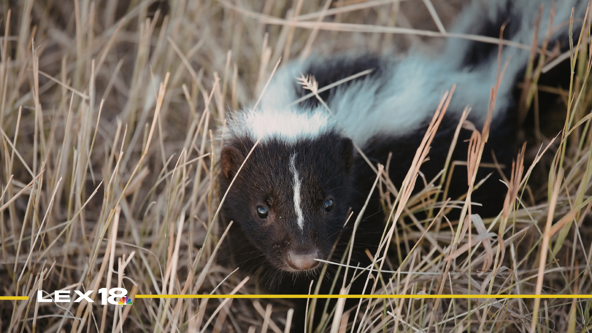 Featured Image Custom Edit (5).png