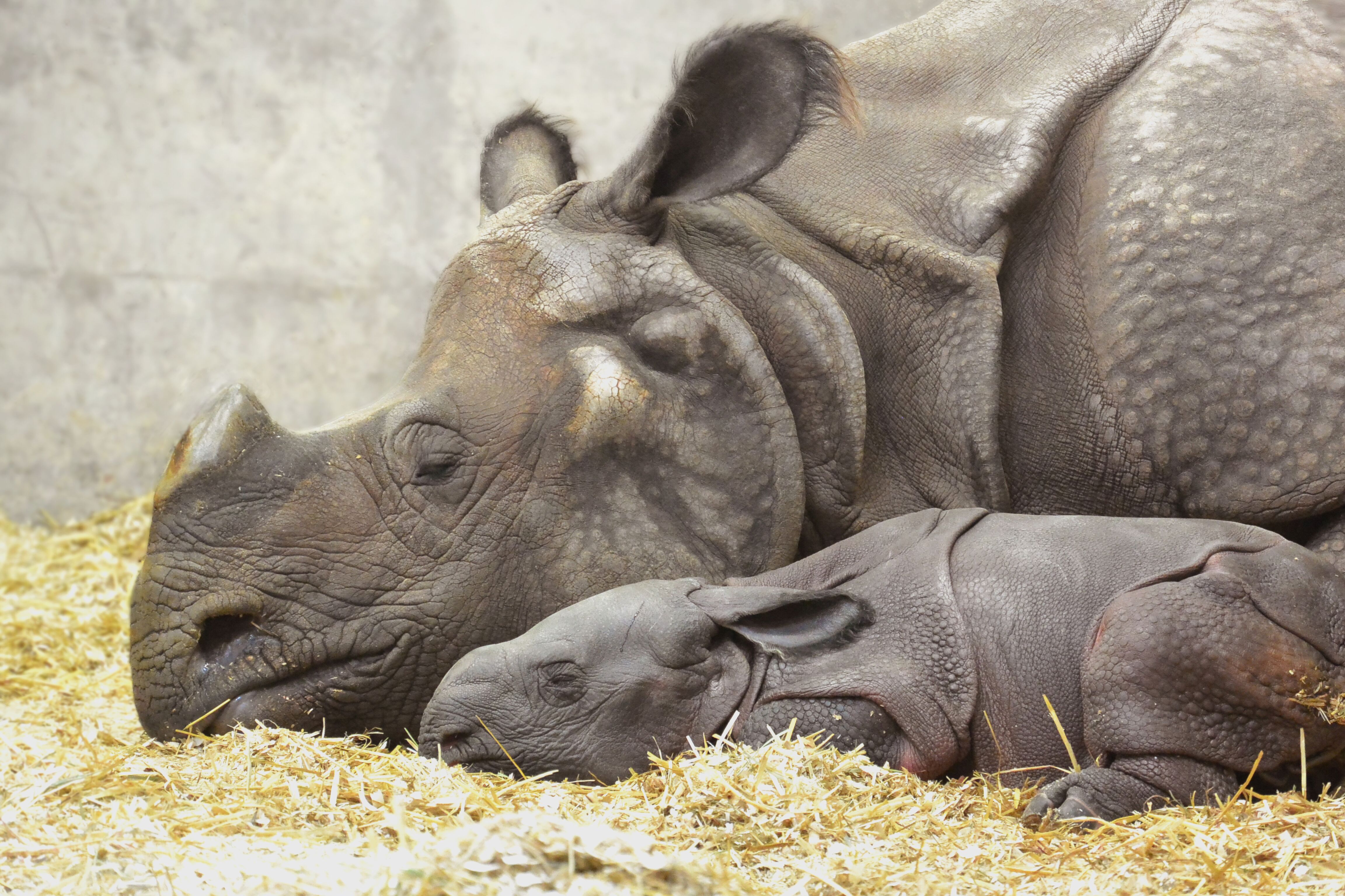 denver zoo rhino calf