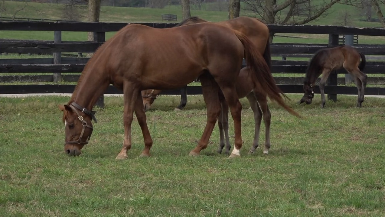 Horse.jpg