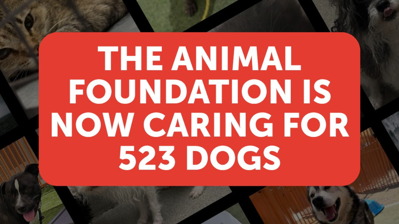 'We have nowhere to put them' The Animal Foundation warns of overcrowding at shelters