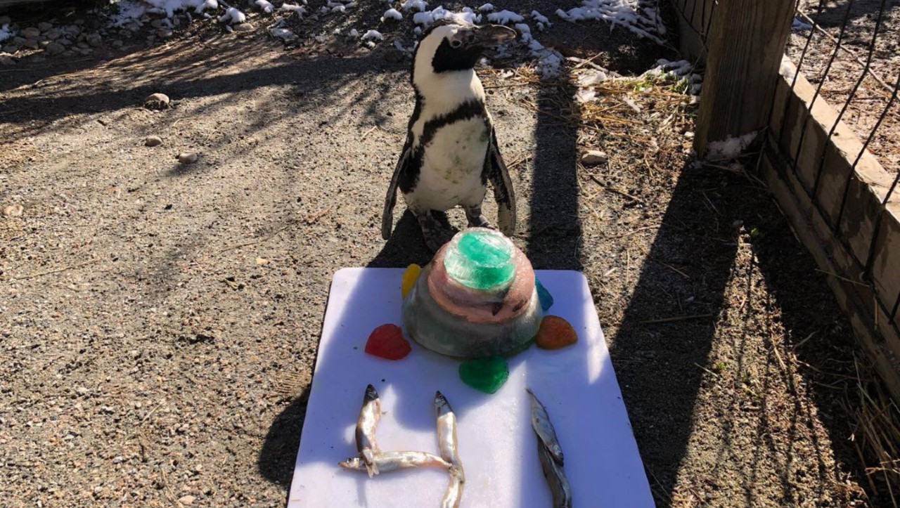 penguinbirthday.jpg