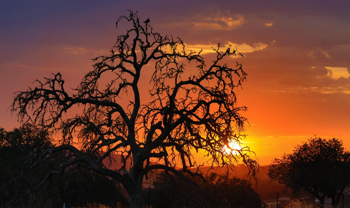Paso Robles sun thru a tree