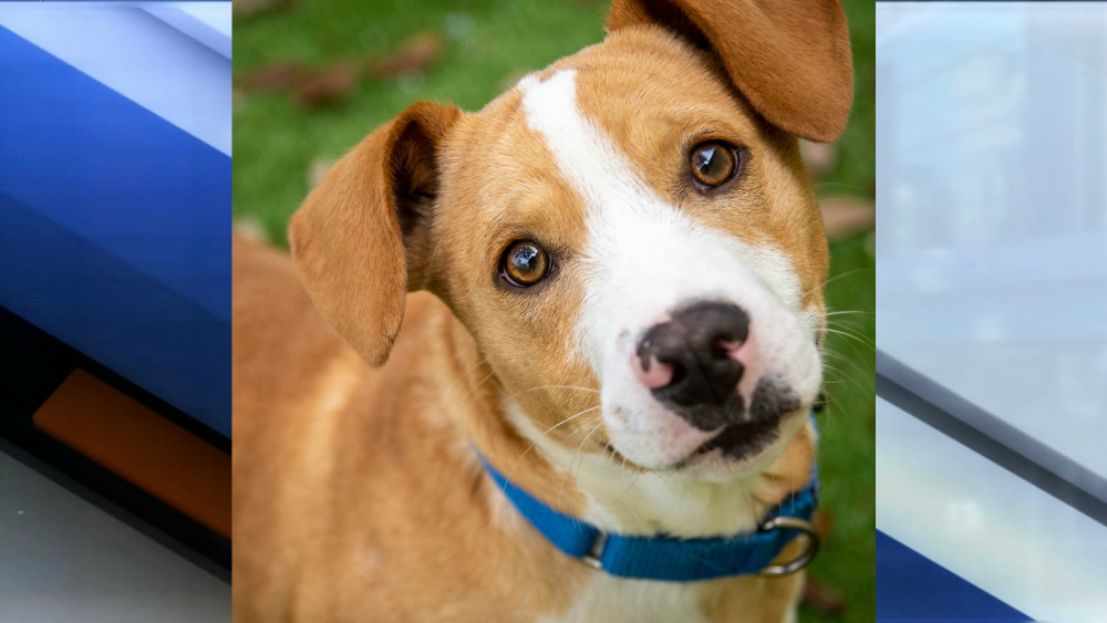 Luke pet of the week