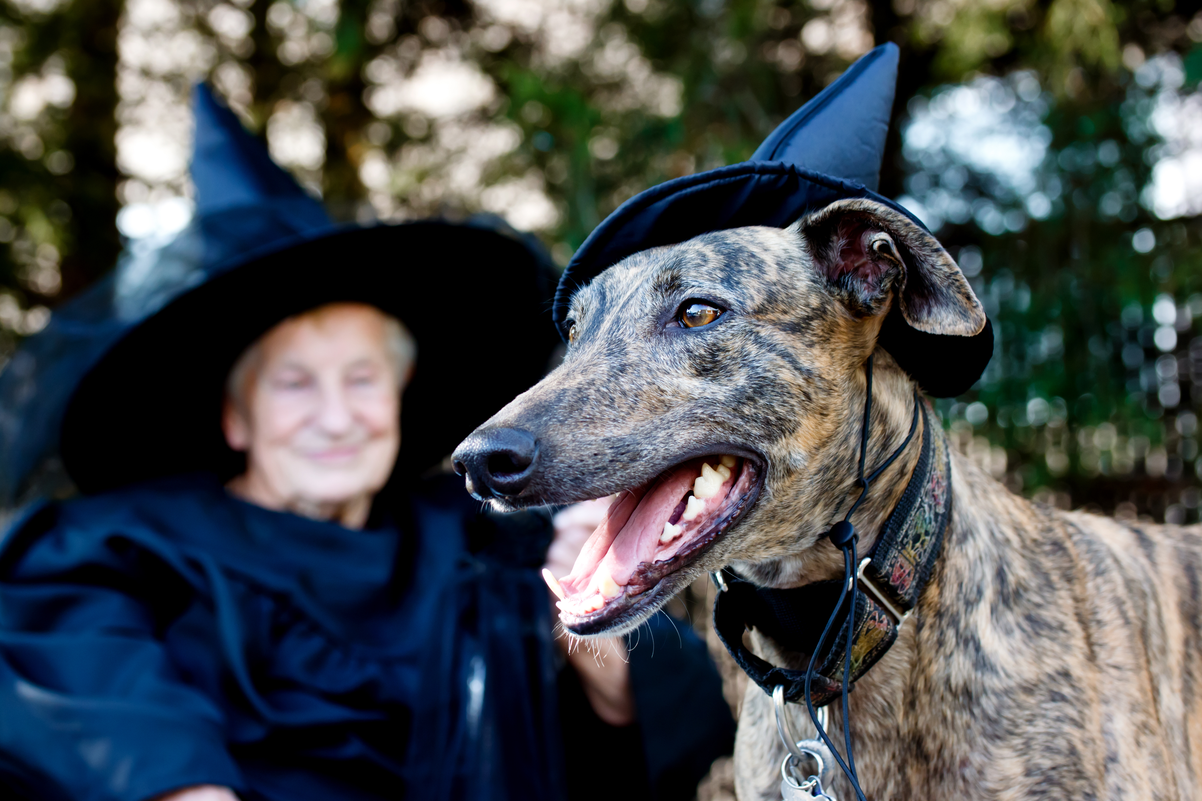 Dog and Senior in witch costume