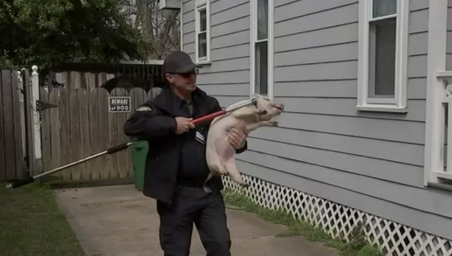 pig chase in houston.png
