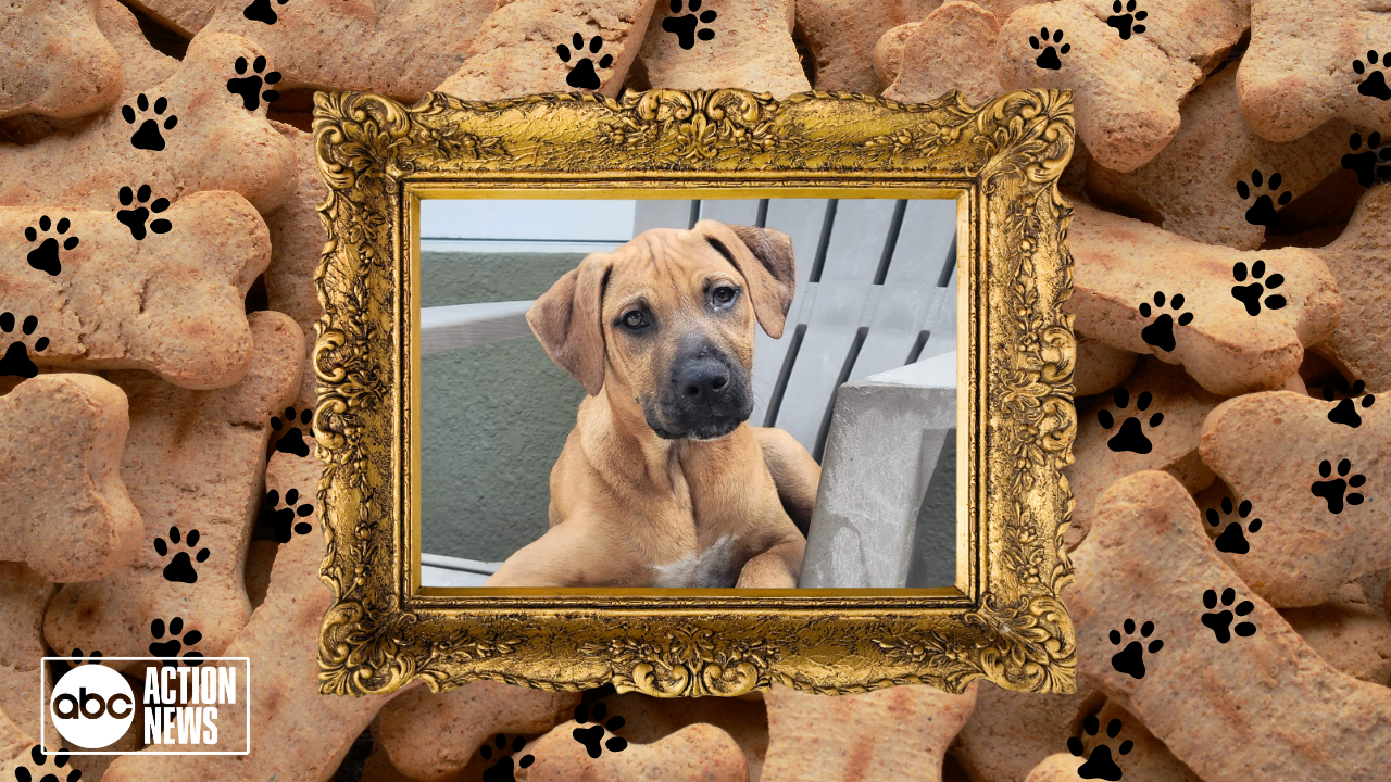 Rescues in Action: Dakota