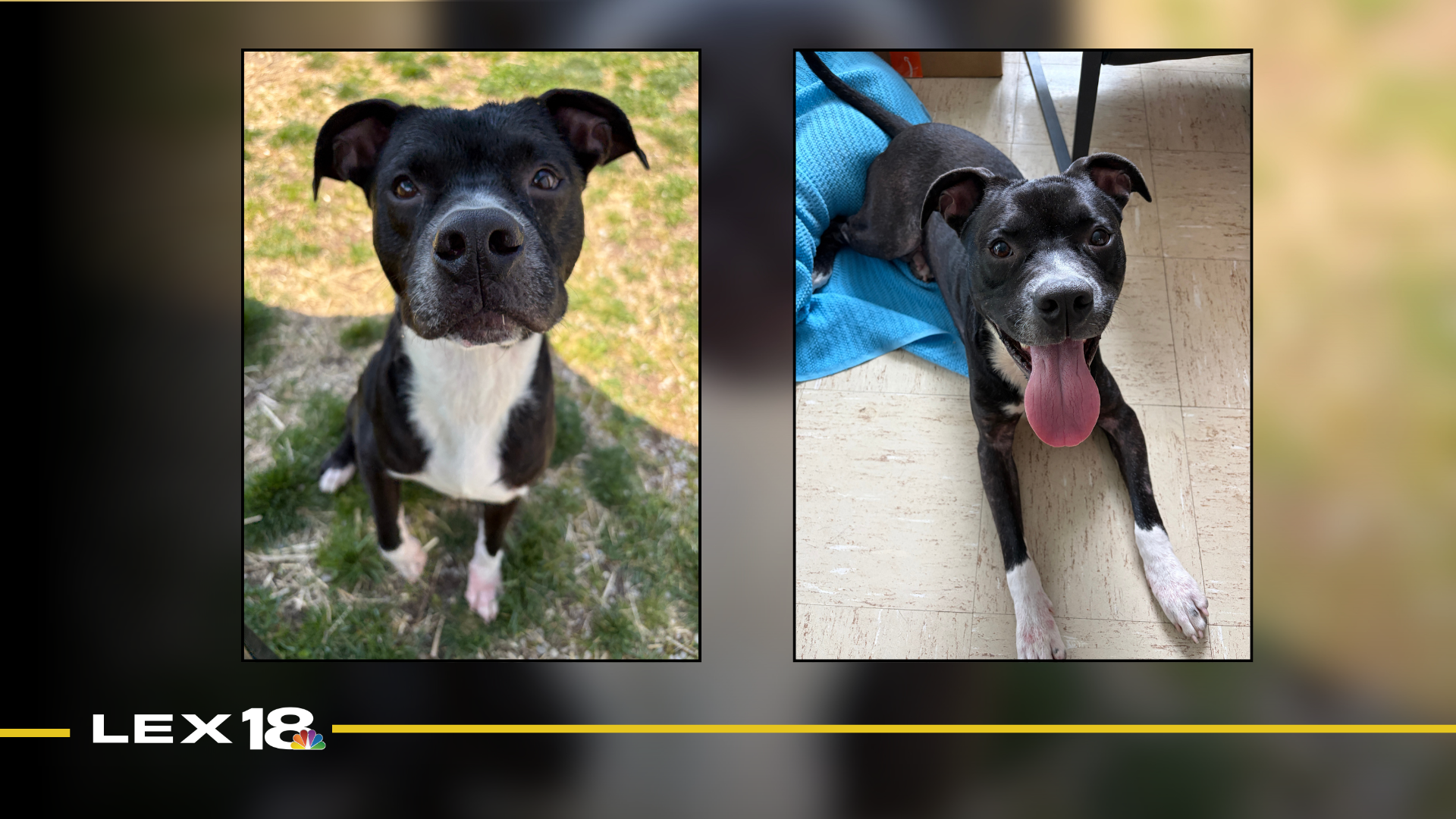 Featured Image Custom Edit (2).png