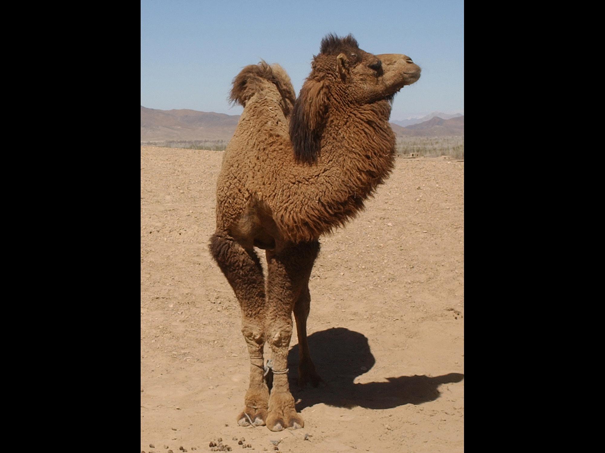 camel