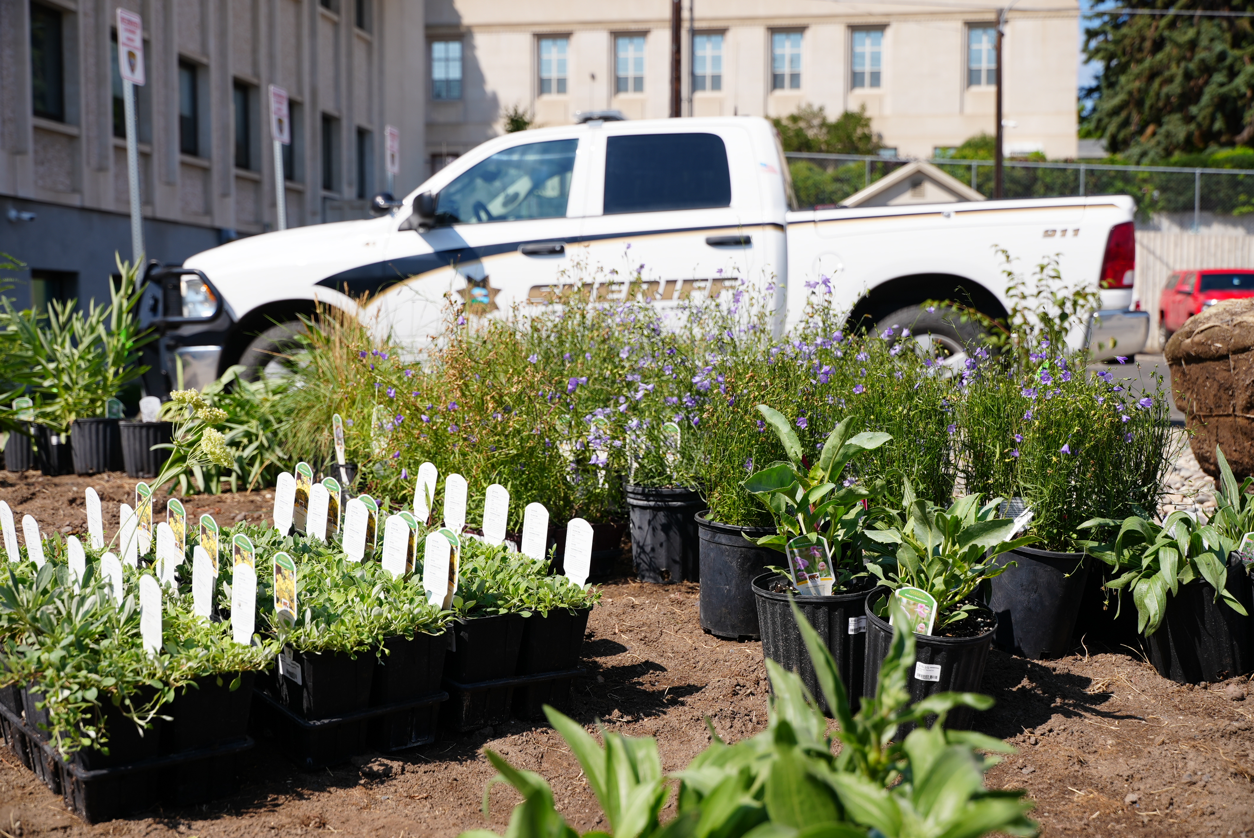 Plants with Sheriff vehicle 