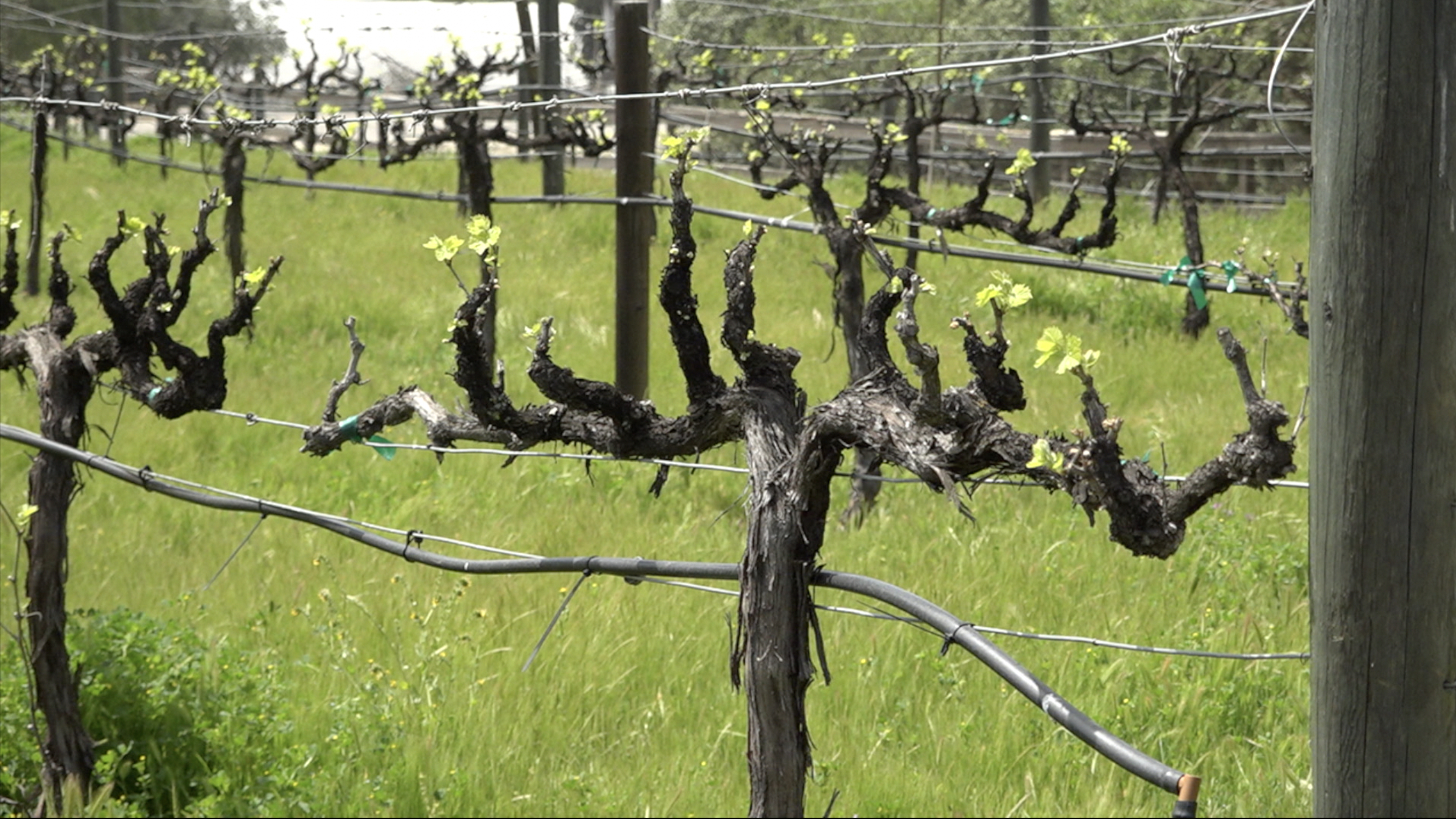 Bear Valley Organic Farm.jpg