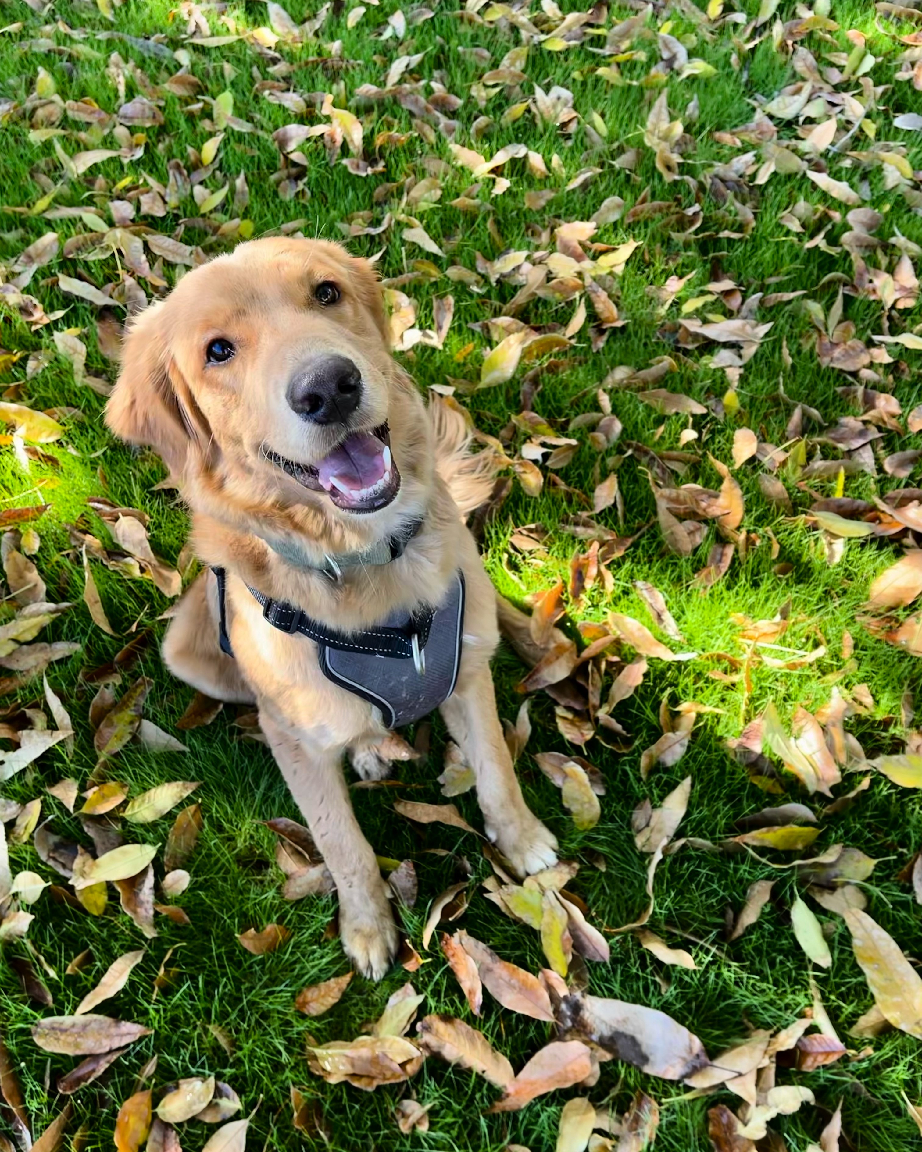 West Phoenix dog shot, killed 