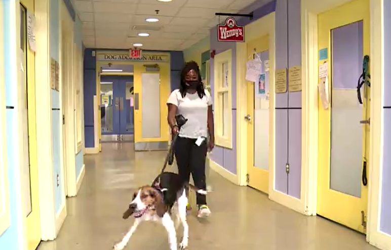 Richmond SPCA Animal Dog .png