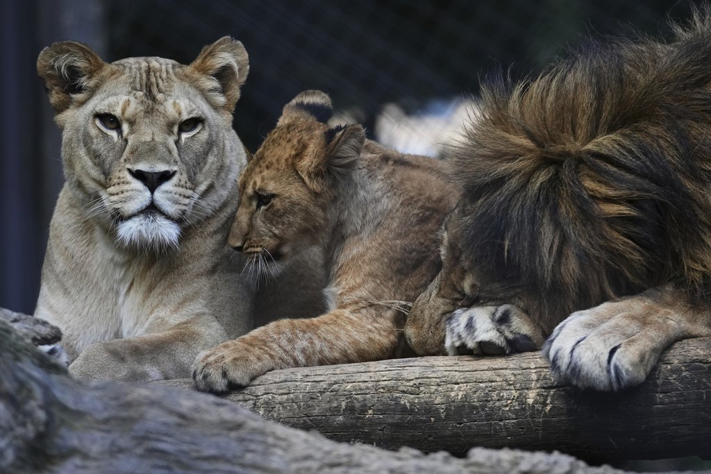 One of four Barbary lion cubs, that were born recently at the Safari Park Dvur Kralove, Czech Republic.
