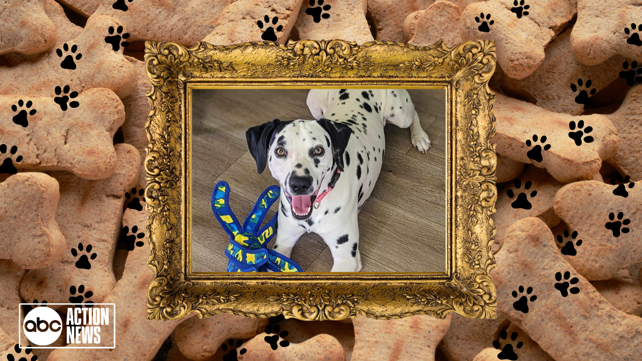 Rescues in Action: Kash