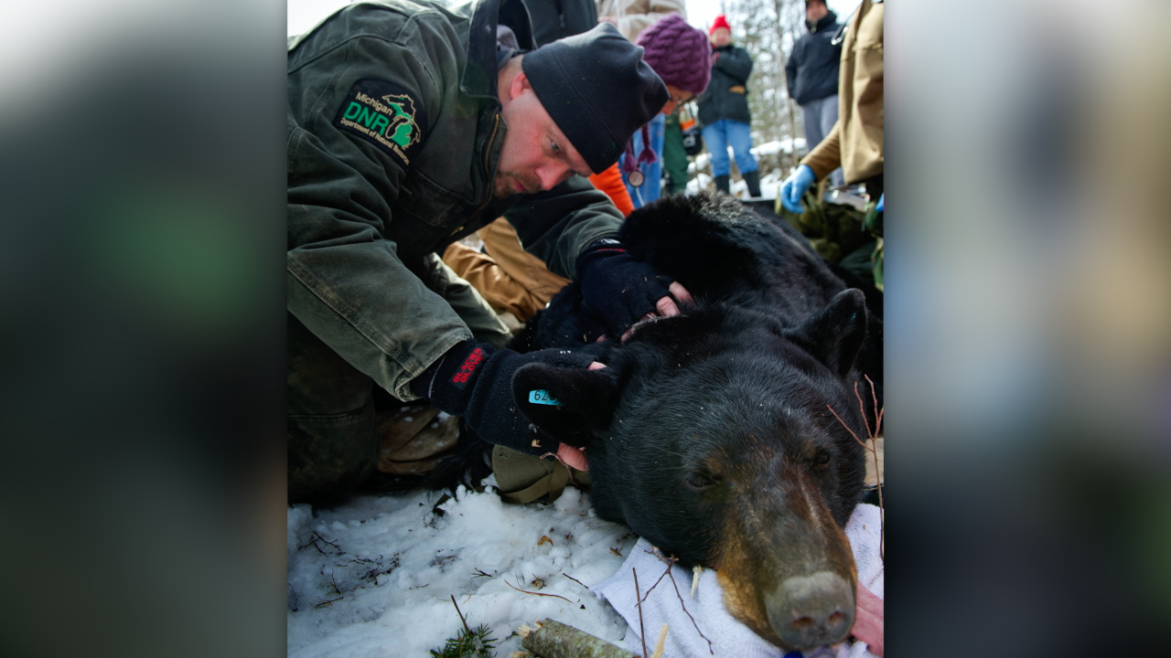 Michigan DNR: If you spot a bear den this fall, do this - Vimarsana News