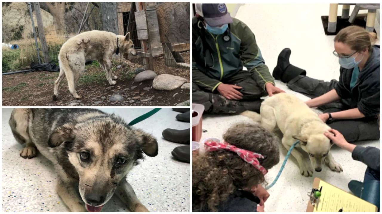 STAFFORD ANIMAL SHELTER