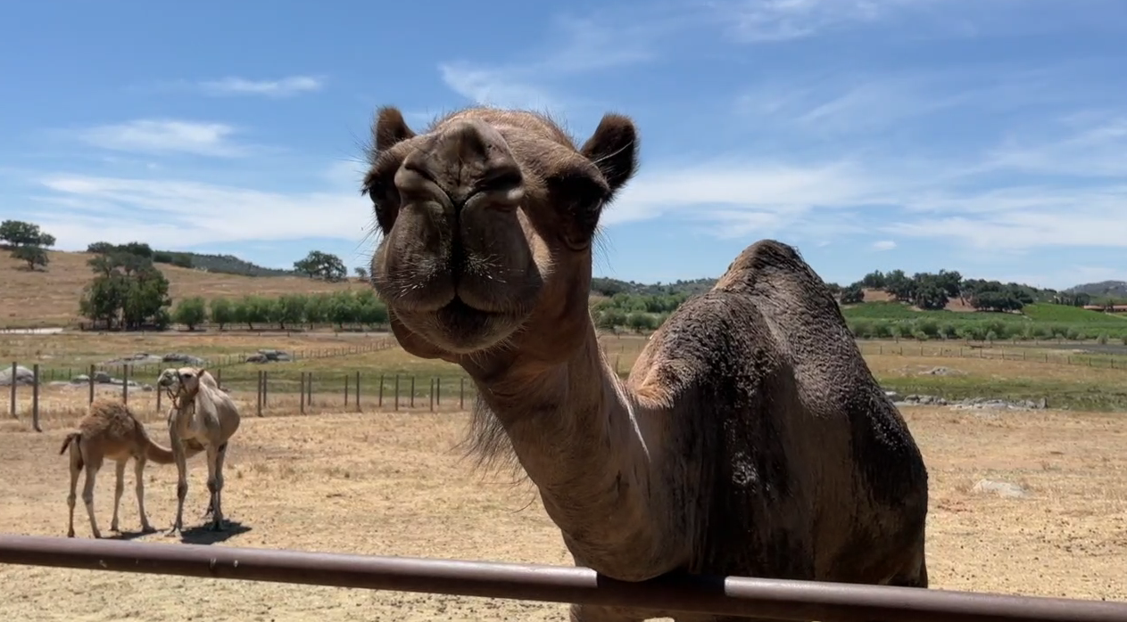 Ramona camel farm