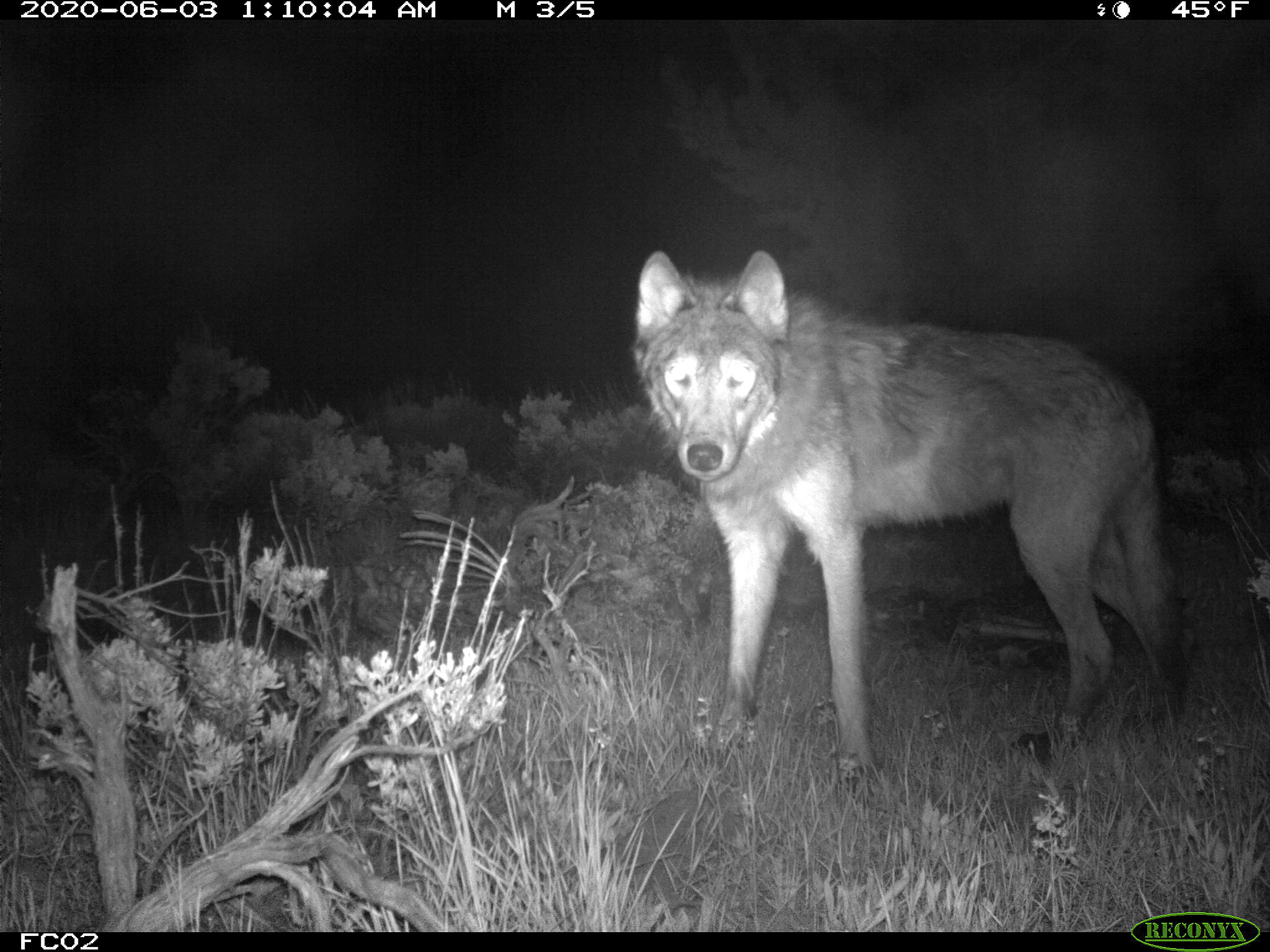 Gray Wolves-Protections