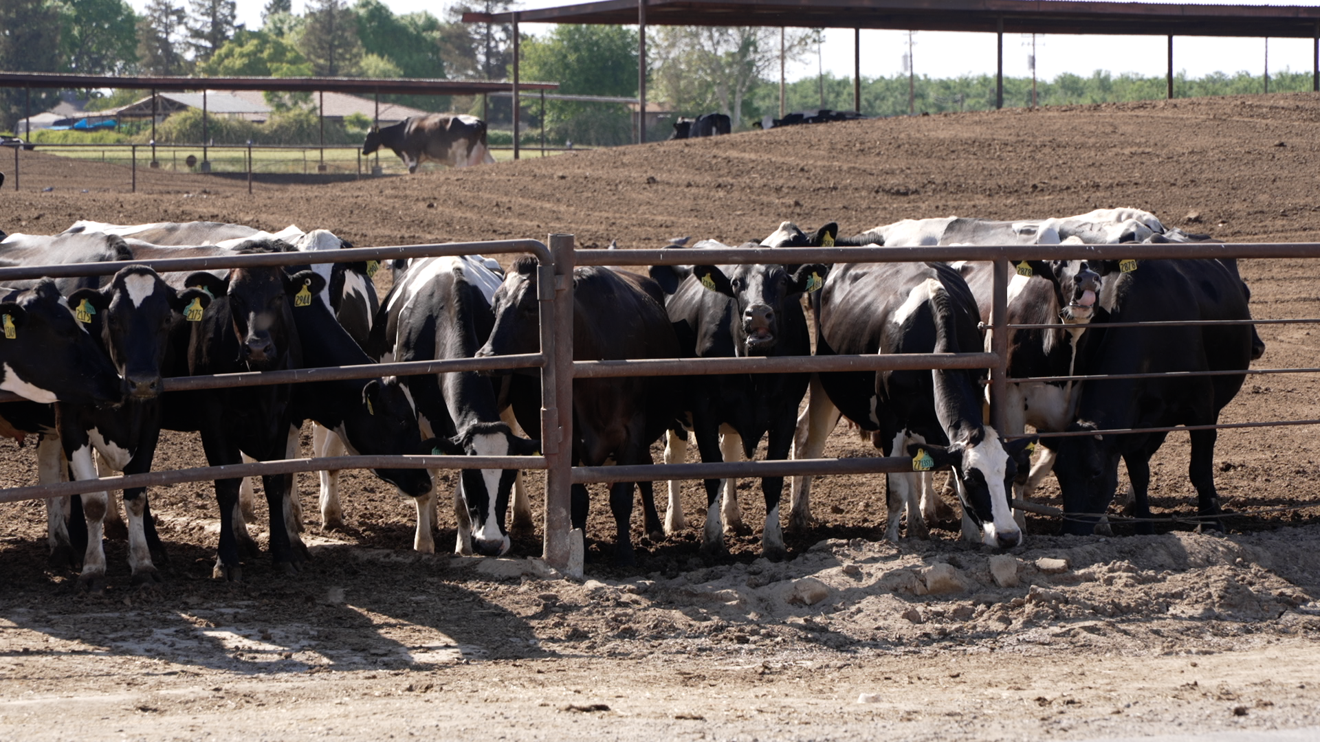 Dairy Cattle