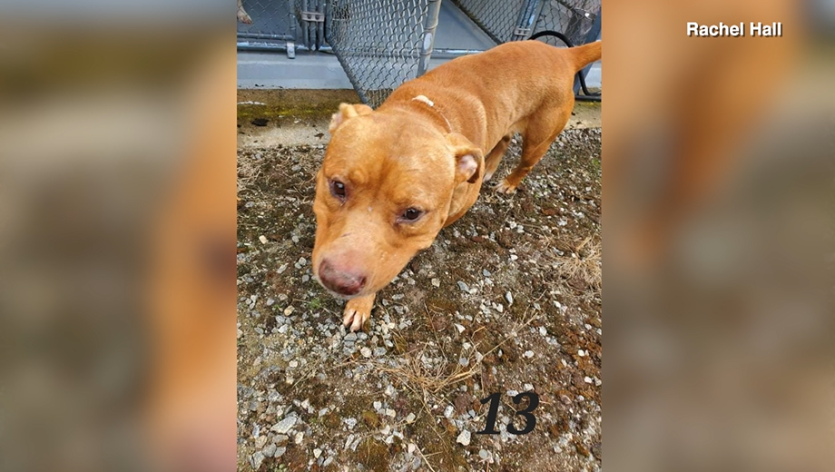 Brunswick Animal Shelter 05.png