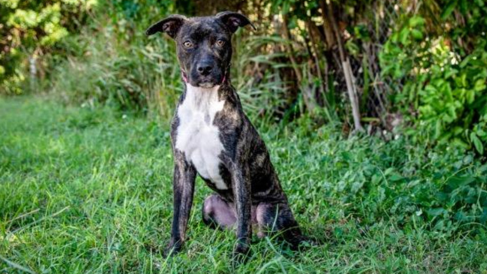 Rita pet of the week