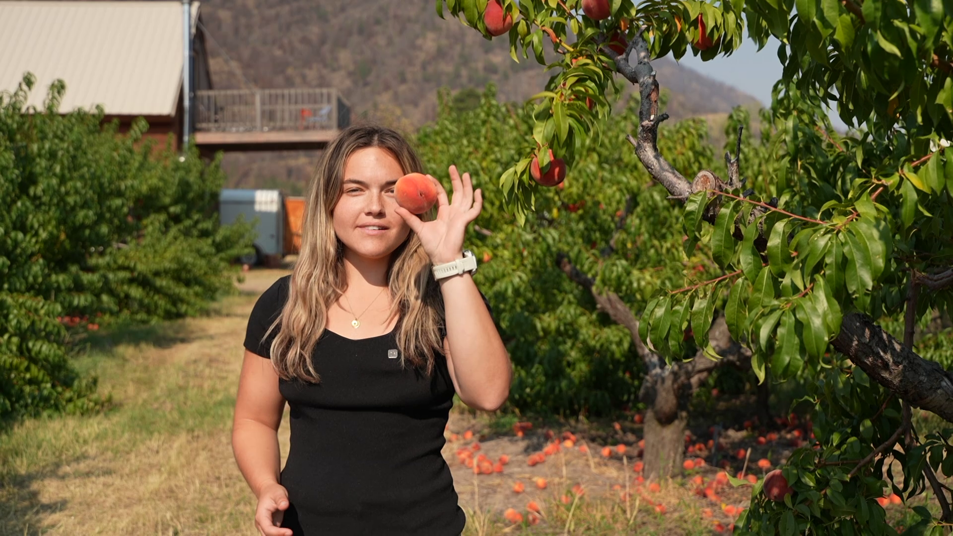 Forbidden Fruit Orchard