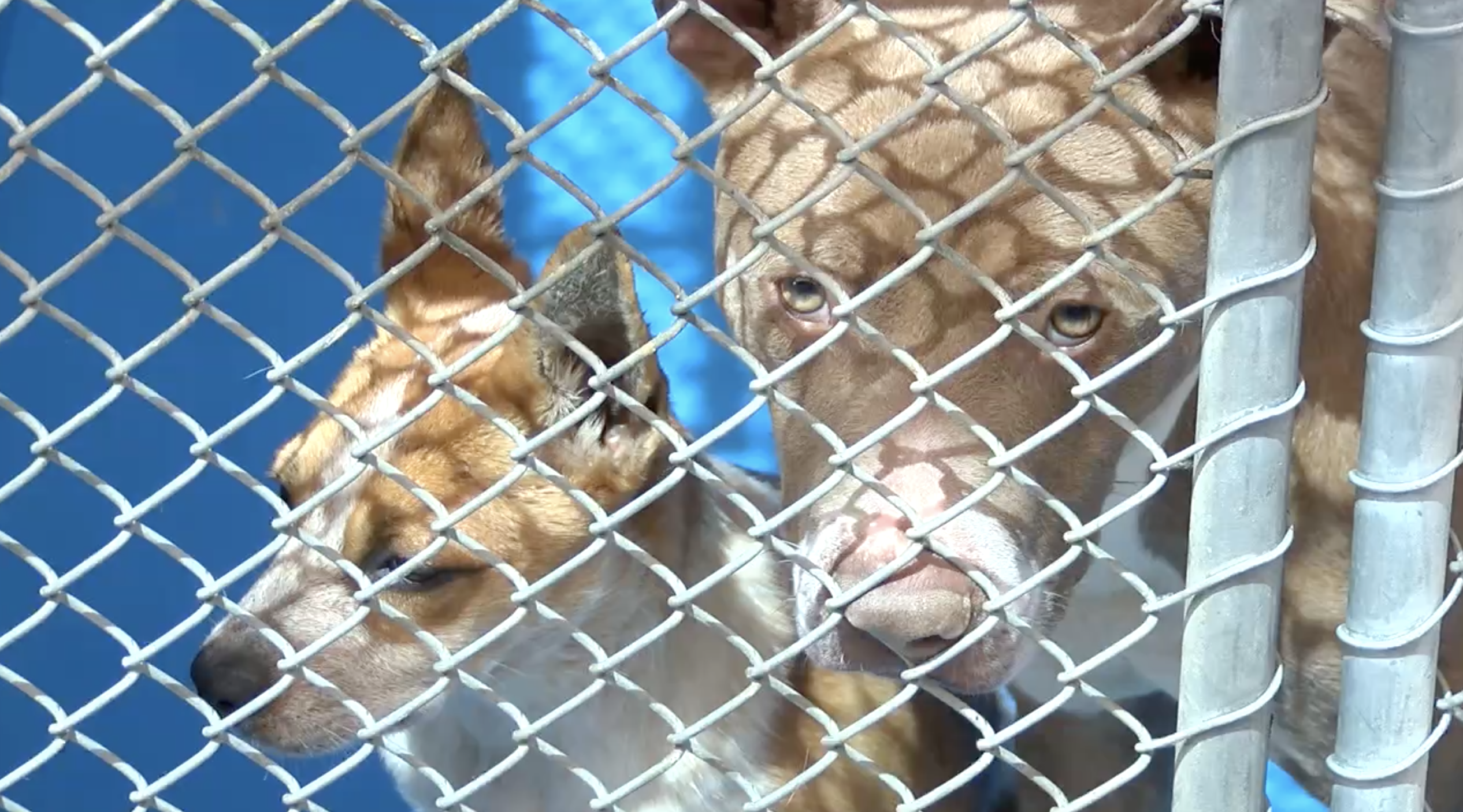 dogs at bakersfield animal care center