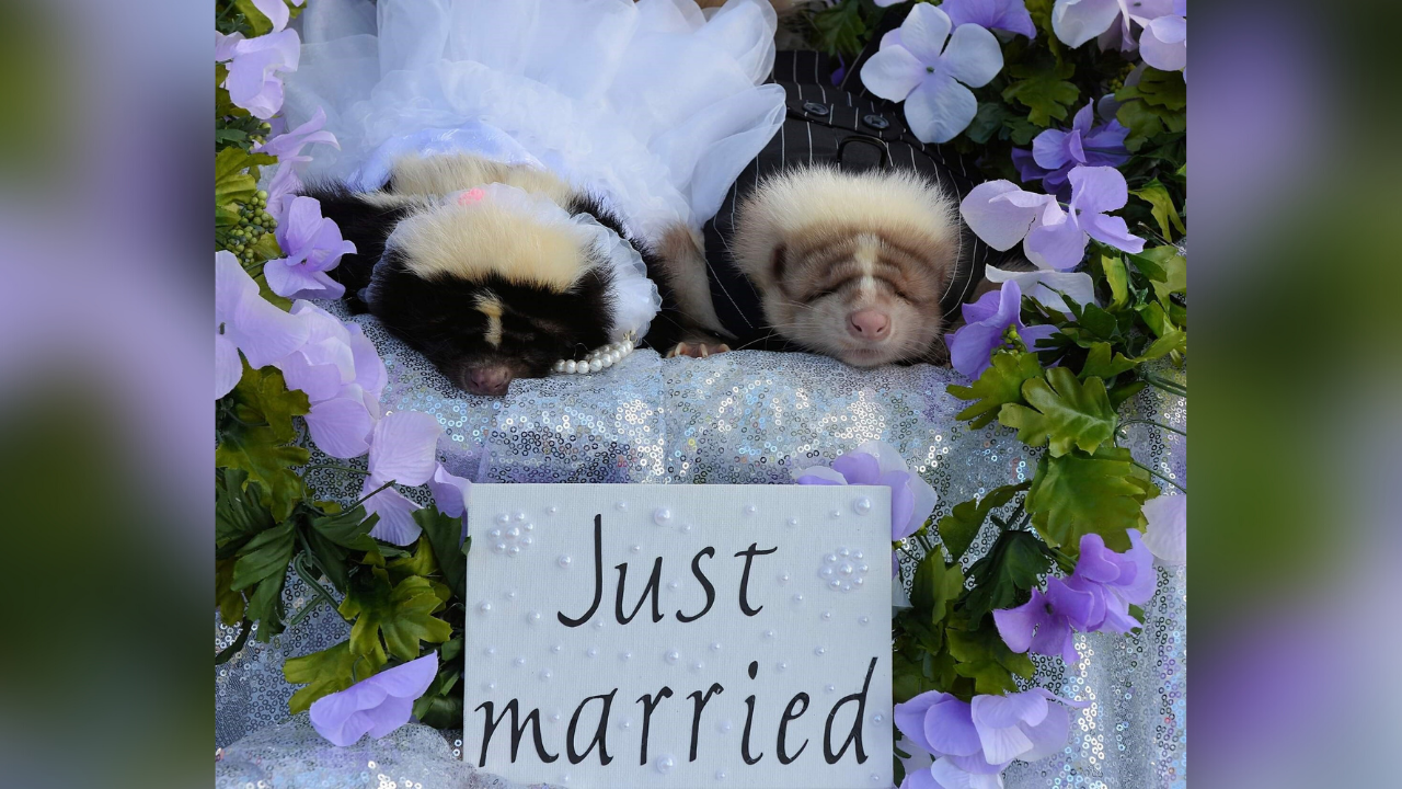 Skunk wedding Kat Wysocki.png
