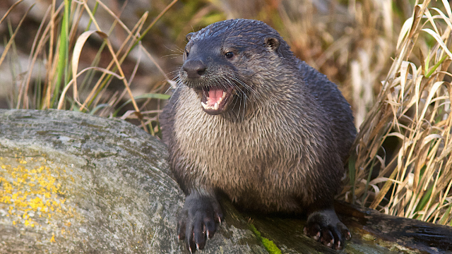 River Otter