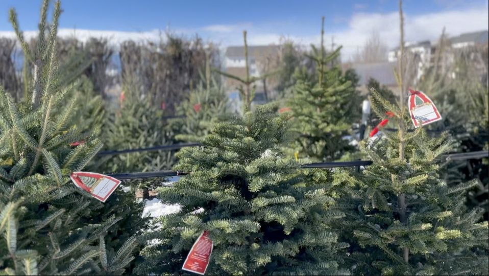 Christmas tree prices