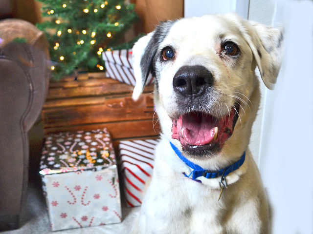 Dumb Friends League_T-Bone.jpg