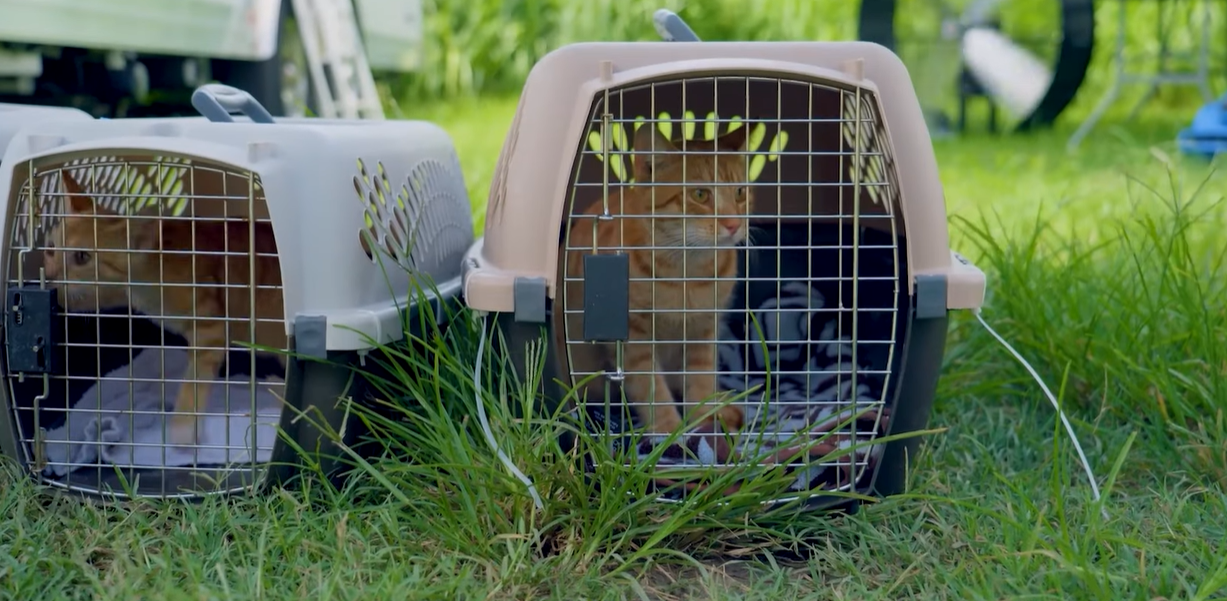 Manatee County Animal Rescue