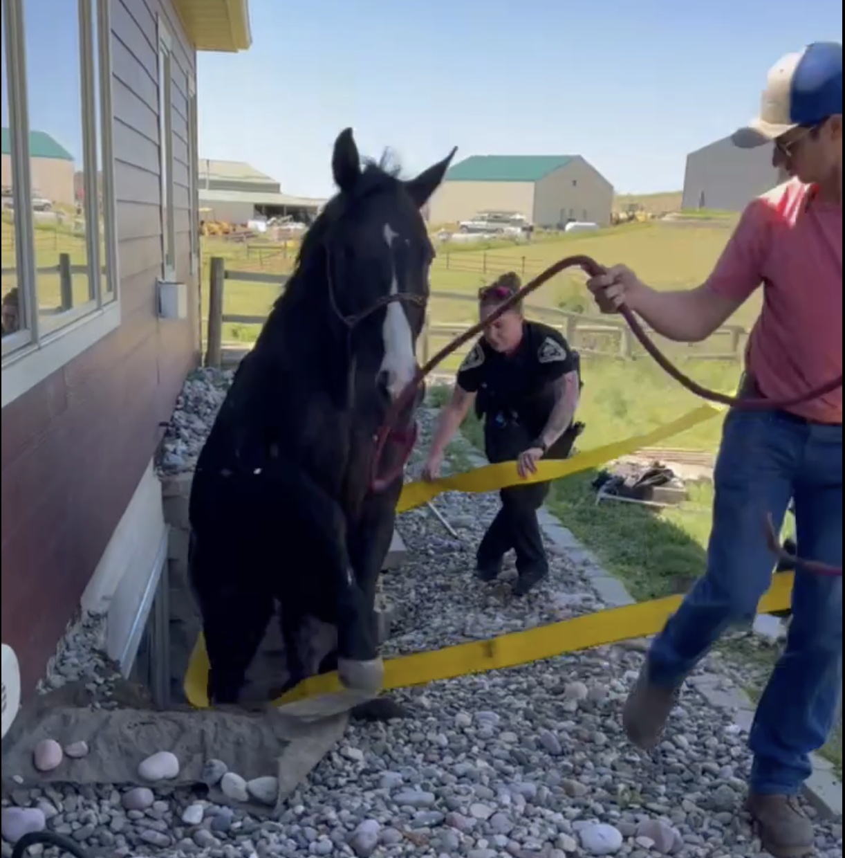 Lockwood Horse Rescue